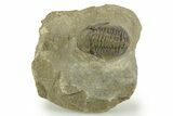 Detailed Gerastos Trilobite Fossil - Morocco #377258-2